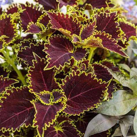 The Intricate Patterns and Colors of Wuckec Witch Coleus: A Visual Delight